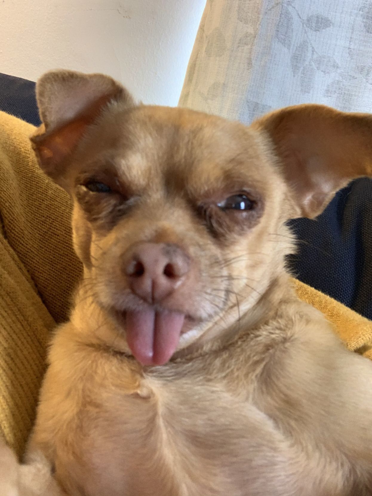 Mr. Pickles